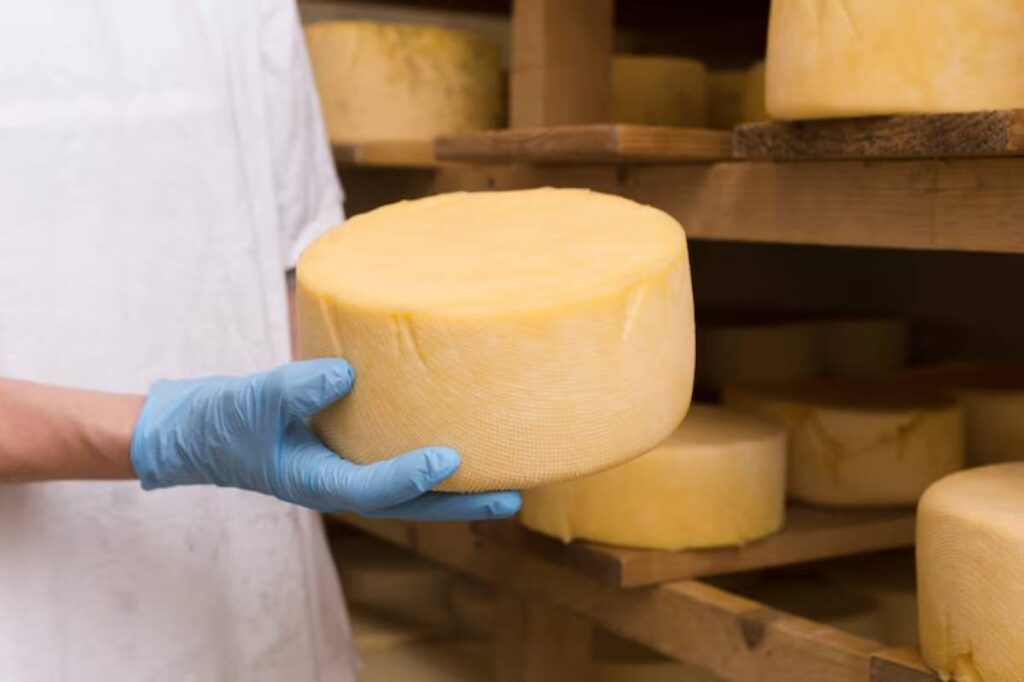 A gloved hand holds a round cheese wheel in a cheese aging room, with more wheels stacked on wooden shelves in the background.